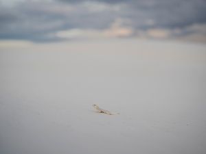 White Sands lizard
